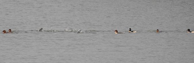 Gänsesäger  - Hinrichs-Thran Johanna