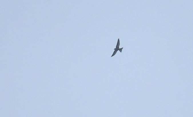 Fahlsegler  - Darian Röschard