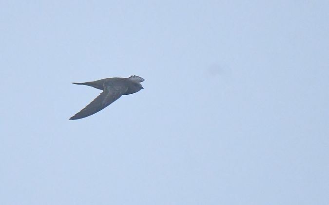 Fahlsegler  - Darian Röschard