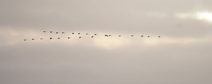 Sing-_oder_Zwergschwan  - Darian Röschard