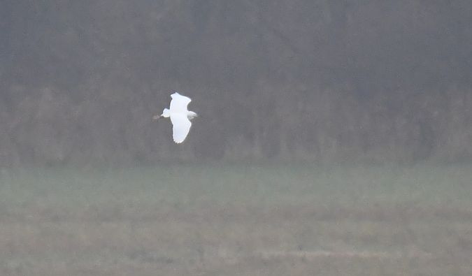 Seidenreiher  - Darian Röschard