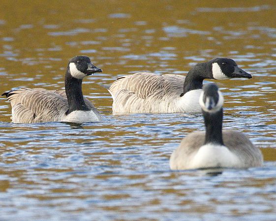 Kanadagans  - Gerhard Joohs