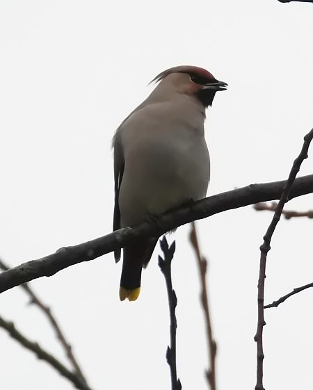 Seidenschwanz  - Gerhard Joohs
