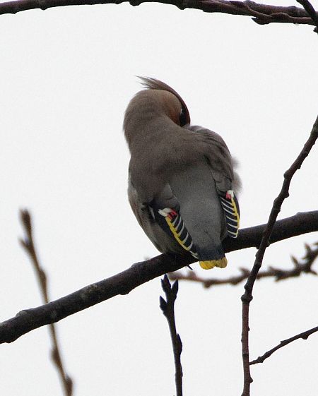 Seidenschwanz  - Gerhard Joohs