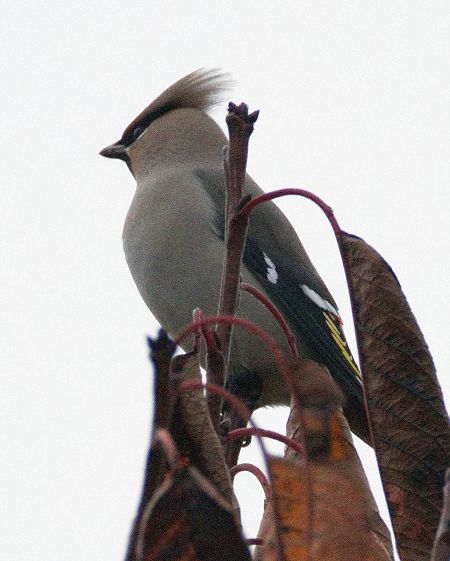 Seidenschwanz  - Gerhard Joohs