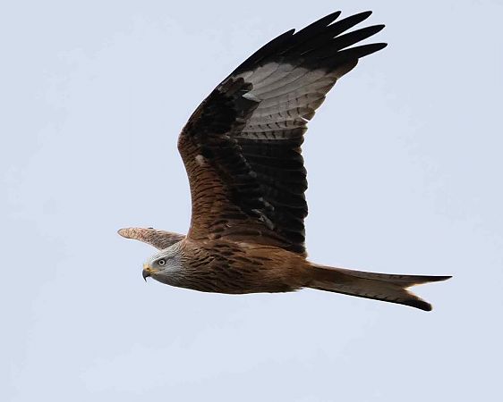 Rotmilan  - Gerhard Joohs