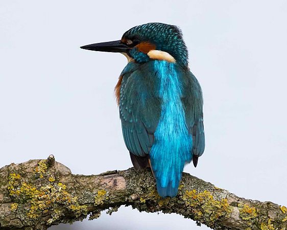 Eisvogel  - Gerhard Joohs