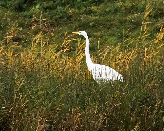 Silberreiher  - Gerhard Joohs