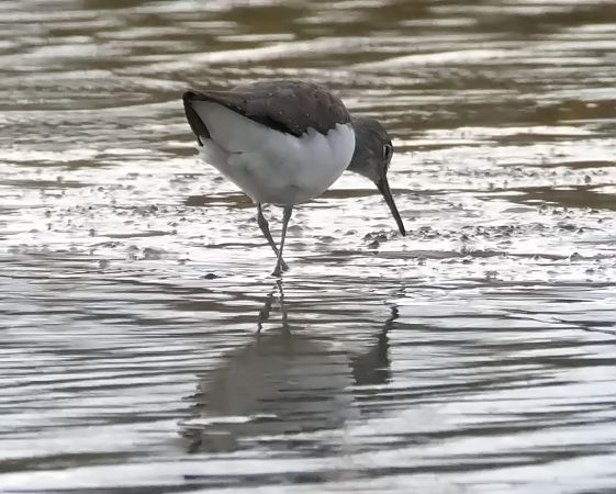 Waldwasserläufer  - Gerhard Joohs