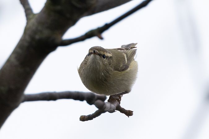Tienschan-Laubsänger  - Jan Lennart Günther
