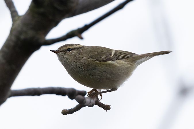 Tienschan-Laubsänger  - Jan Lennart Günther