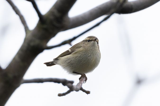 Tienschan-Laubsänger  - Jan Lennart Günther
