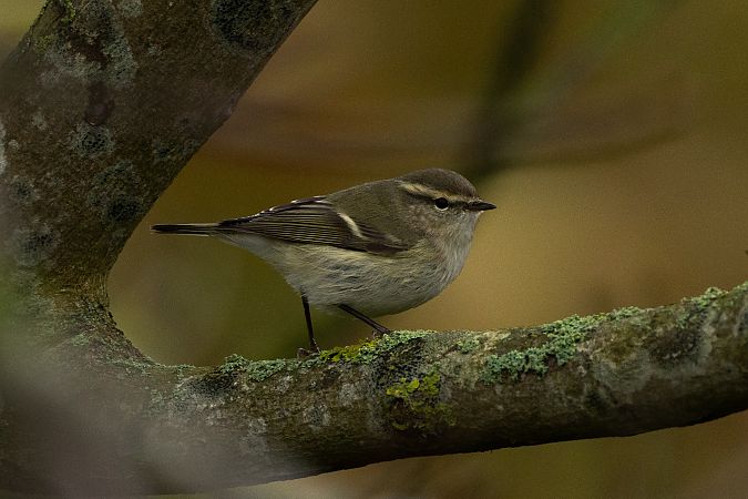 Tienschan-Laubsänger  - Jan Lennart Günther
