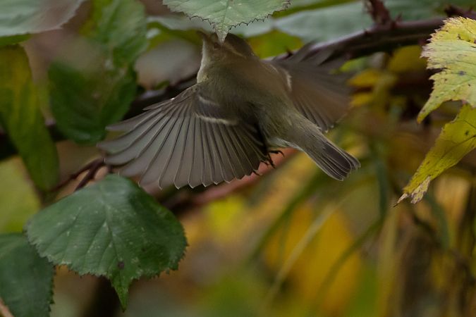 Tienschan-Laubsänger  - Jan Lennart Günther