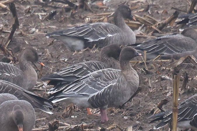 Kurzschnabelgans  - Jan Lennart Günther