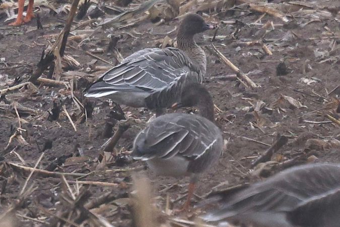 Kurzschnabelgans  - Jan Lennart Günther