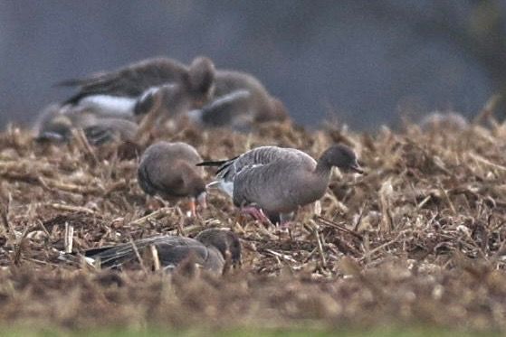 Kurzschnabelgans  - Jan Lennart Günther