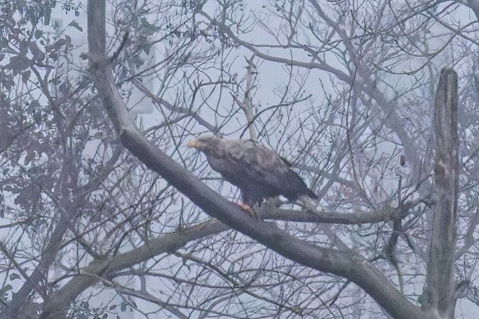 Seeadler  - Jörg Steinmann