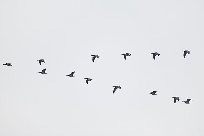 Weißwangengans (Nonnengans)  - Jörg Steinmann