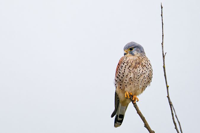 Turmfalke  - Jörg Steinmann