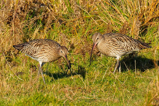 Brachvogel (Großer)  - Jörg Steinmann