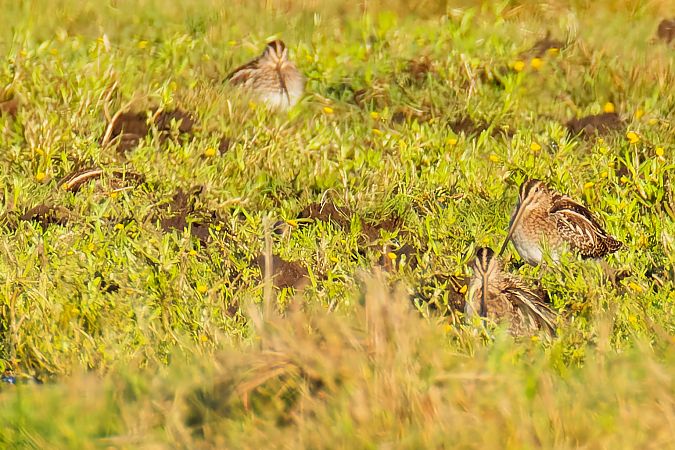 Bekassine  - Jörg Steinmann