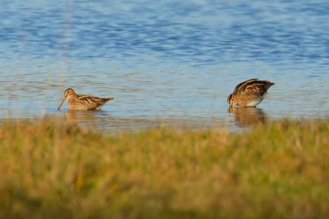 Bekassine  - Jörg Steinmann