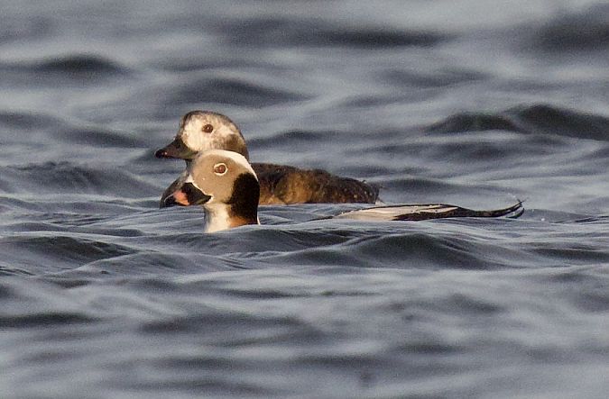Eisente  - Ulrich Pedain