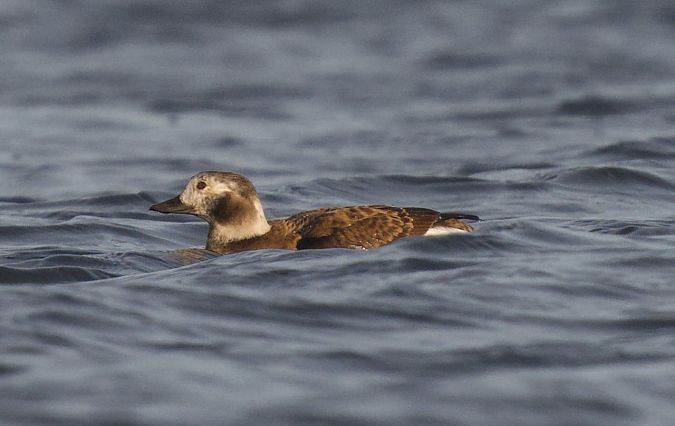 Eisente  - Ulrich Pedain