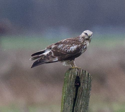 Raufußbussard  - Ulrich Pedain