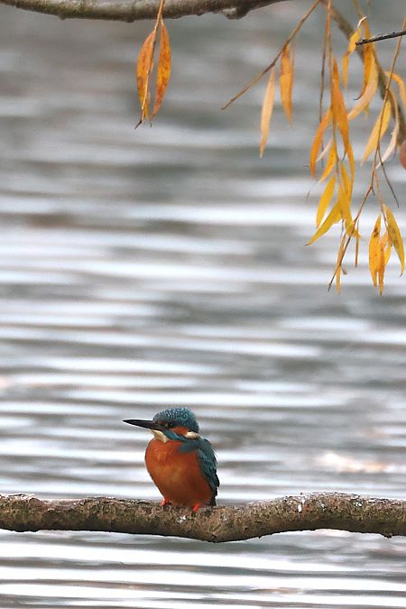 Eisvogel  - Leimert Jochen
