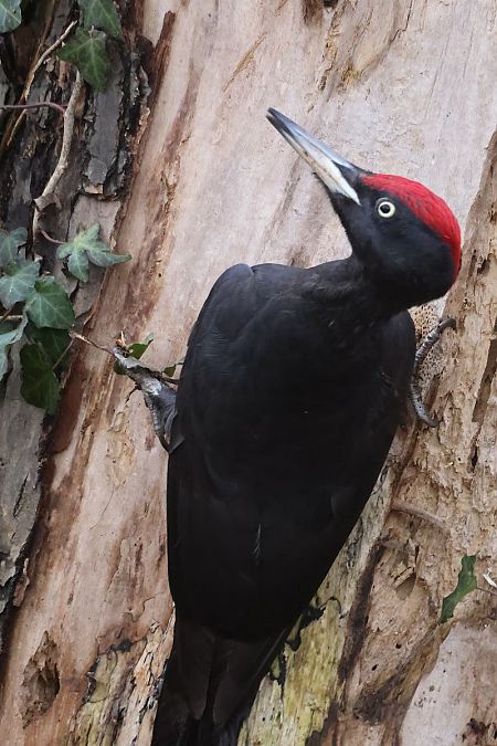 Schwarzspecht  - Leimert Jochen