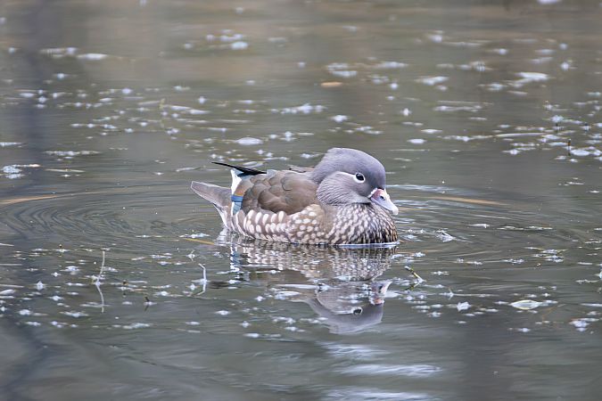 Mandarinente  - Hamze Beati