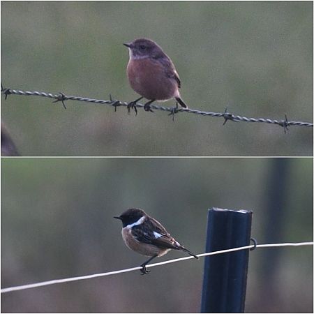 Schwarzkehlchen  - Björn Stranz