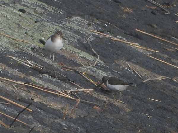 Flussuferläufer  - Kai Dallmann