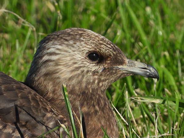 Schmarotzerraubmöwe  - Kai Dallmann