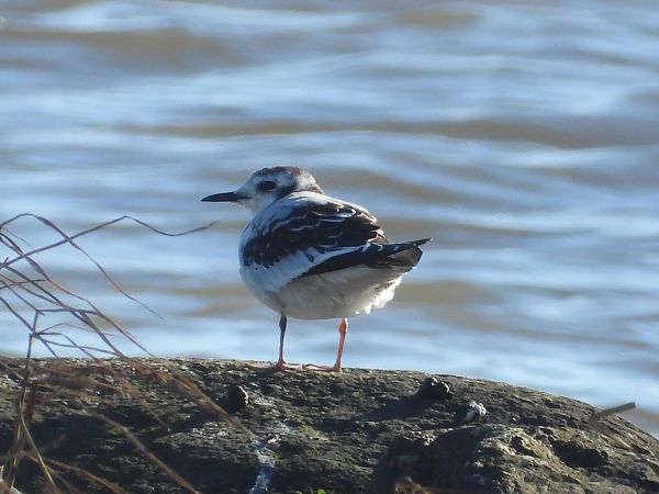 Zwergmöwe  - Kai Dallmann