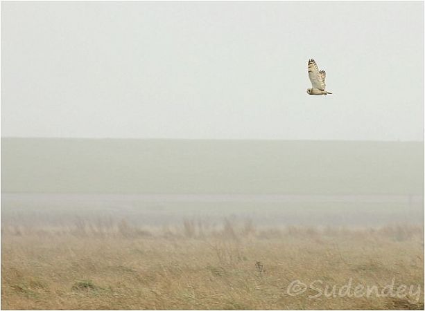Sumpfohreule  - Frank Sudendey