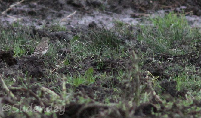Bergpieper  - Frank Sudendey