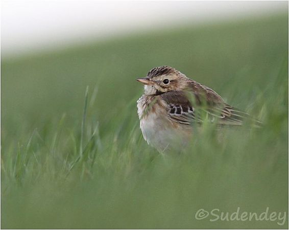 Spornpieper  - Frank Sudendey