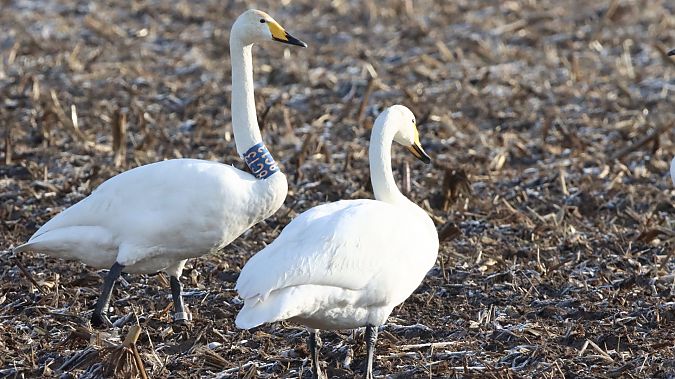 Singschwan  - Jan-Erik Baumgarten