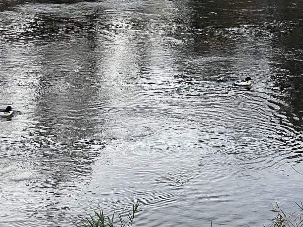 Gänsesäger  - Michael Rzanny