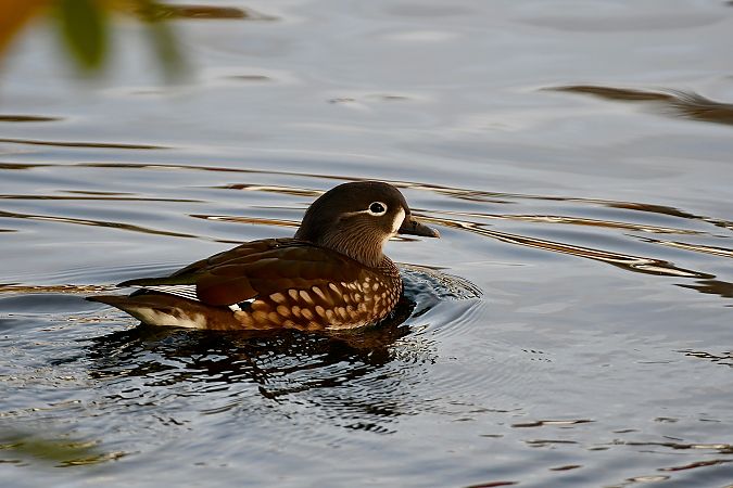 Mandarinente  - Christopher Thiele