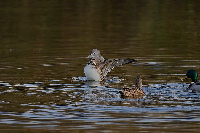 Mandarinente  - Christopher Thiele