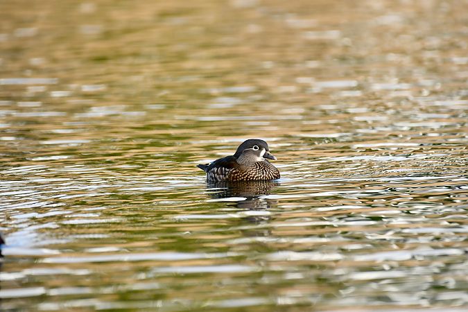 Mandarinente  - Christopher Thiele