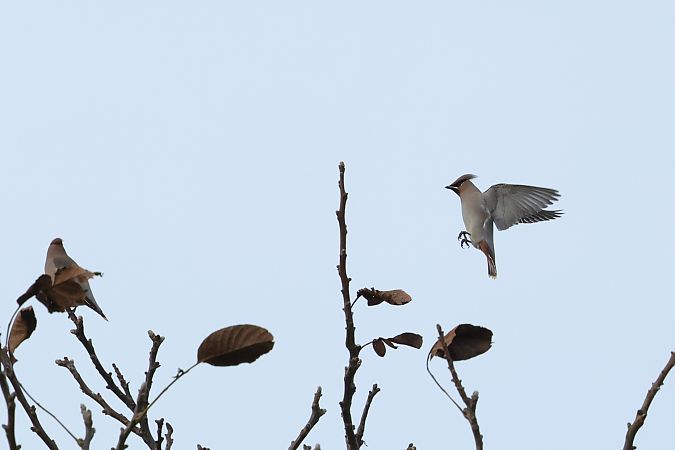 Seidenschwanz  - Raphael Miehle