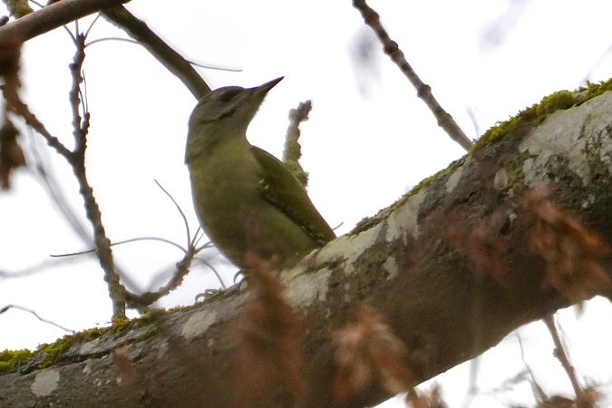 Grauspecht  - Stephanie Sennekamp