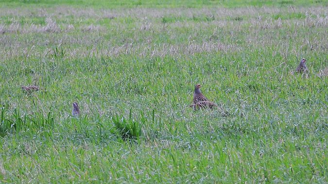 Rebhuhn  - Klaus Dettmann