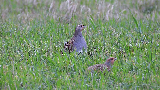 Rebhuhn  - Klaus Dettmann