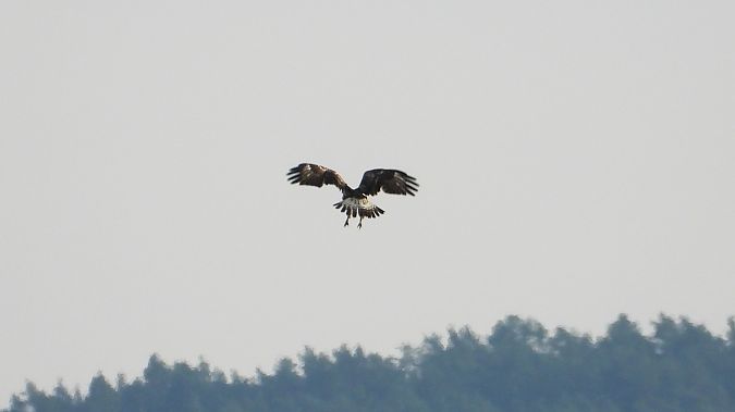Raufußbussard  - Klaus Dettmann